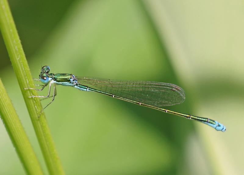 Photo of Sedge Sprite