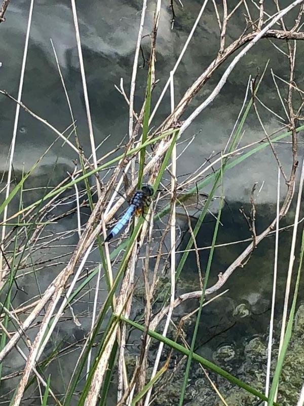 Photo of Blue Dasher