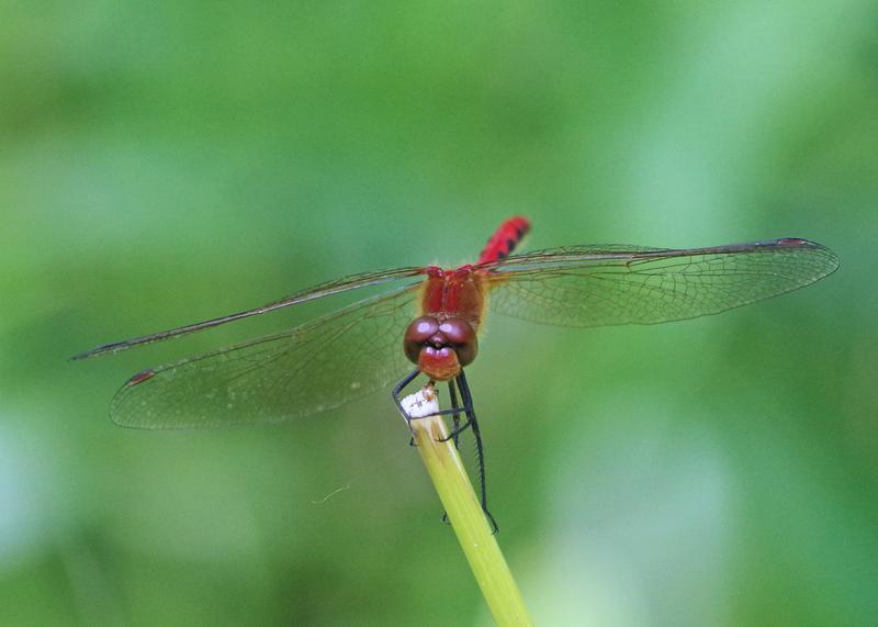 Photo of Cherry-faced Meadowhawk