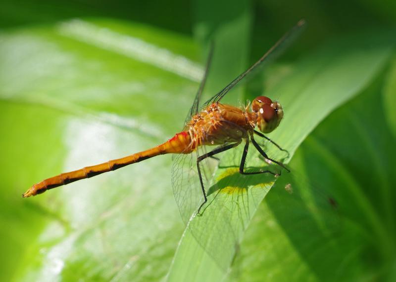 Photo of Ruby Meadowhawk