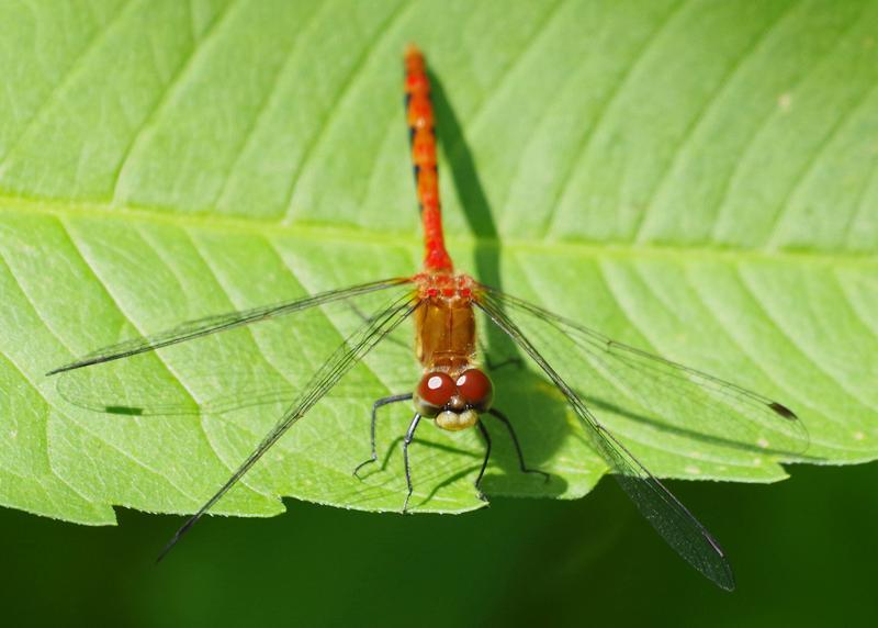 Photo of White-faced Meadowhawk