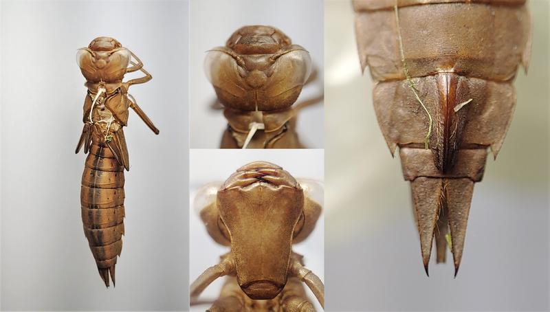 Photo of Lance-tipped Darner