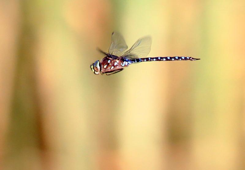 Photo of Variable Darner