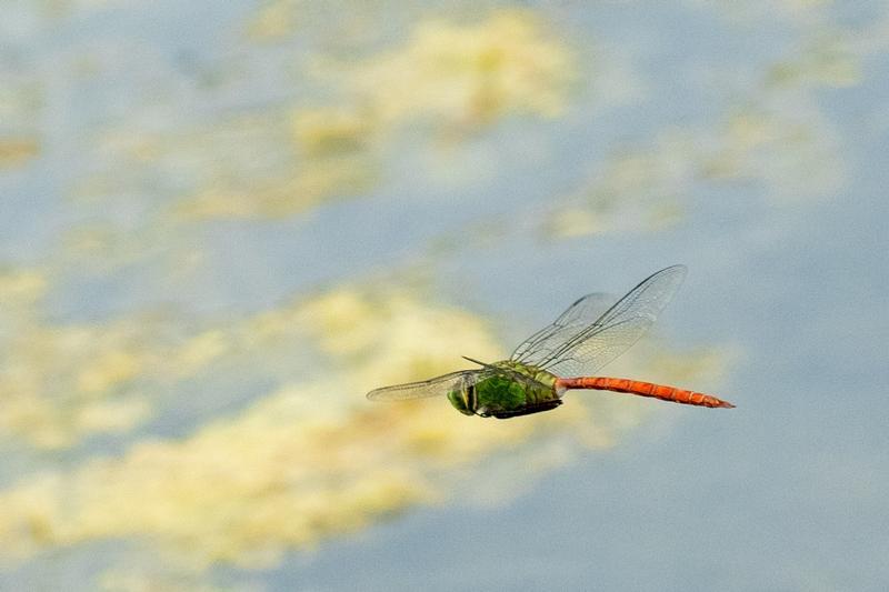 Photo of Comet Darner