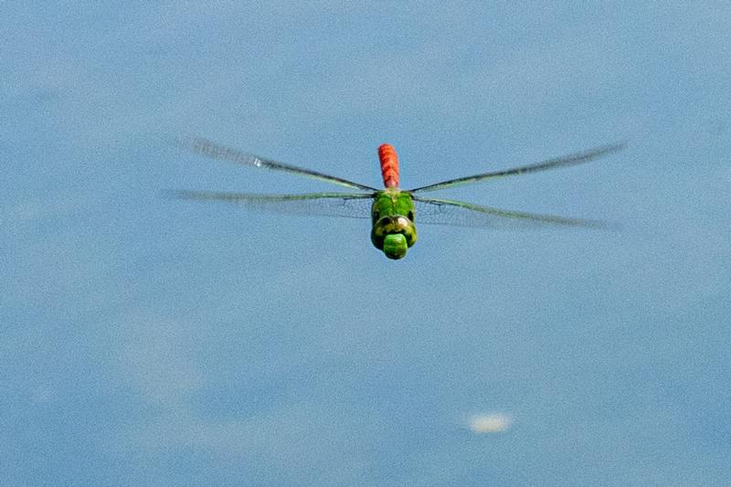 Photo of Comet Darner