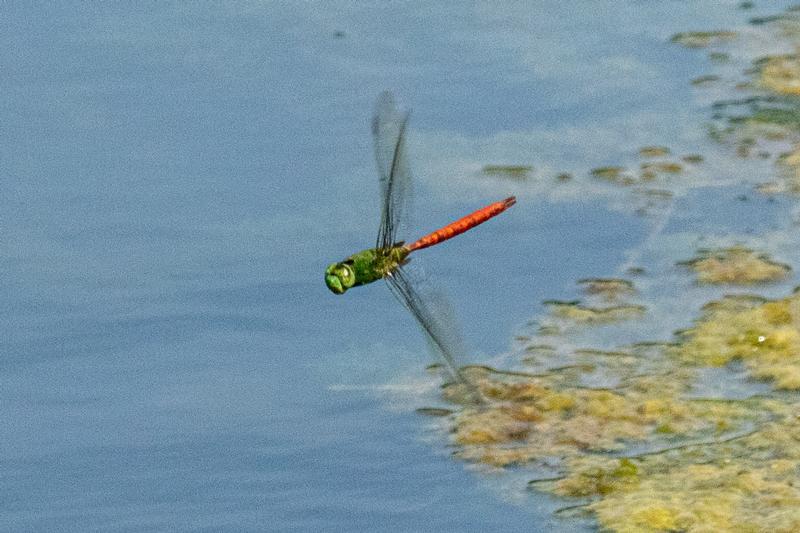 Photo of Comet Darner