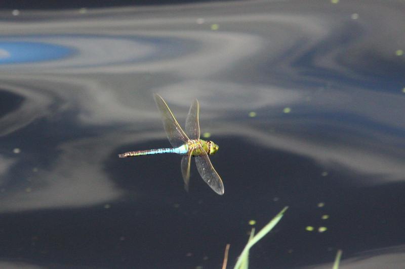 Photo of Common Green Darner