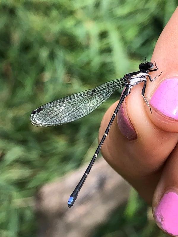 Photo of Blue-tipped Dancer