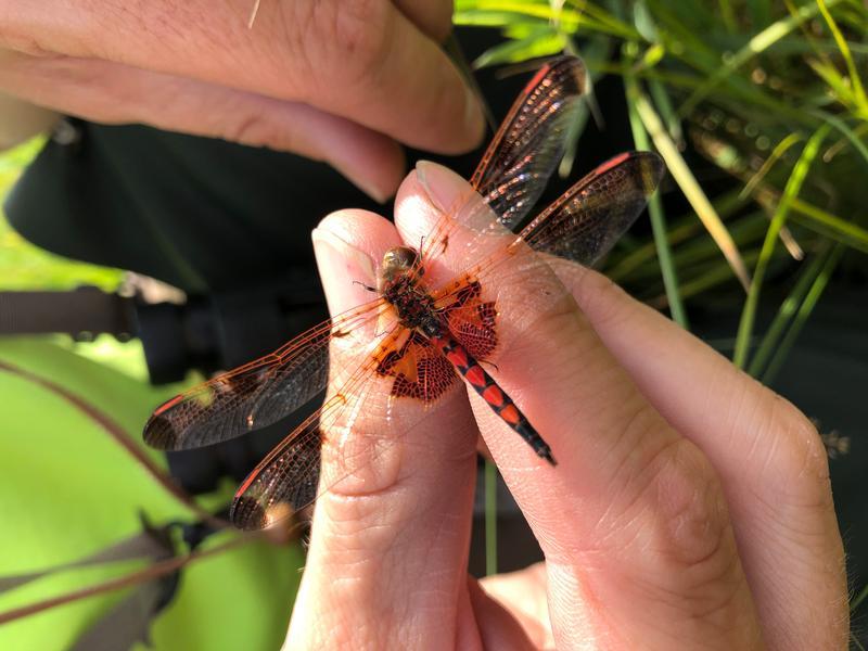 Photo of Calico Pennant