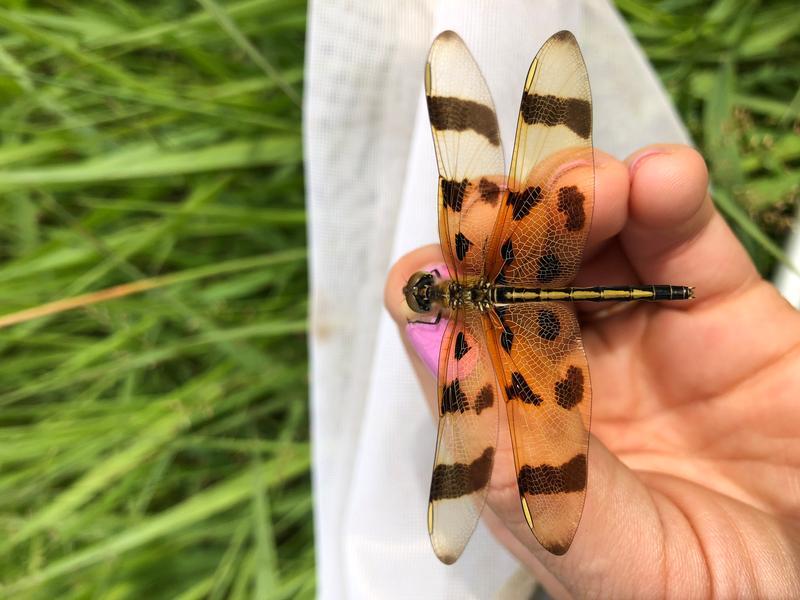 Photo of Halloween Pennant