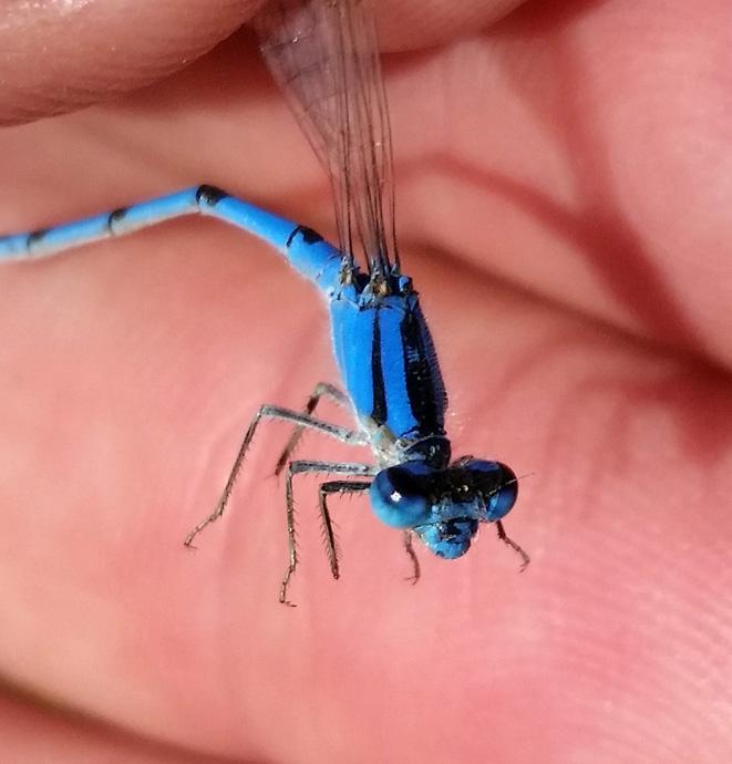 Photo of Familiar Bluet