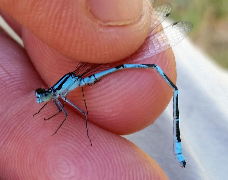 Photo of Hagen's Bluet