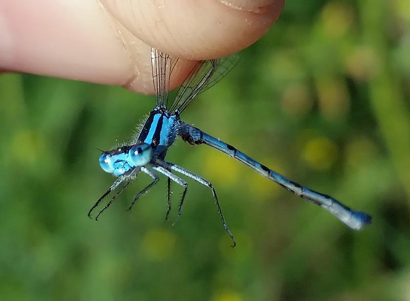 Photo of Marsh Bluet