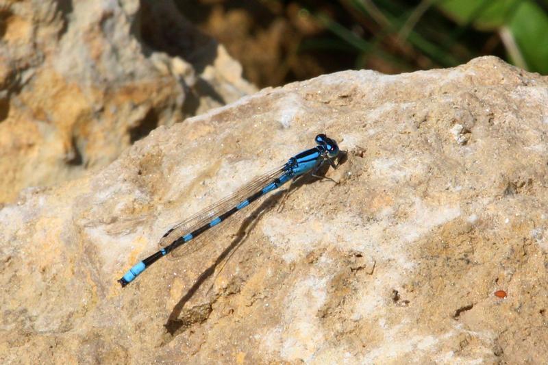 Photo of Tule Bluet