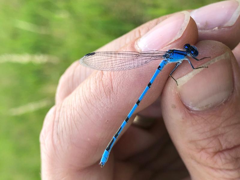 Photo of Familiar Bluet