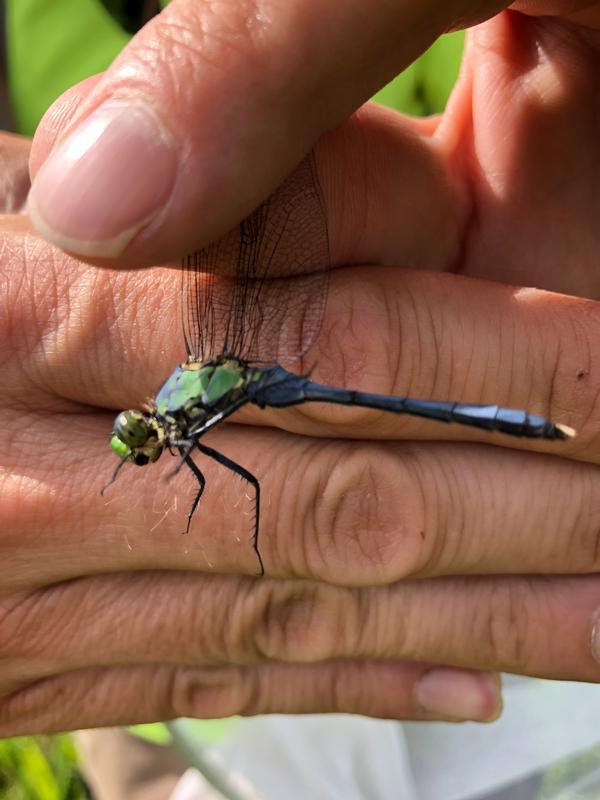 Photo of Eastern Pondhawk