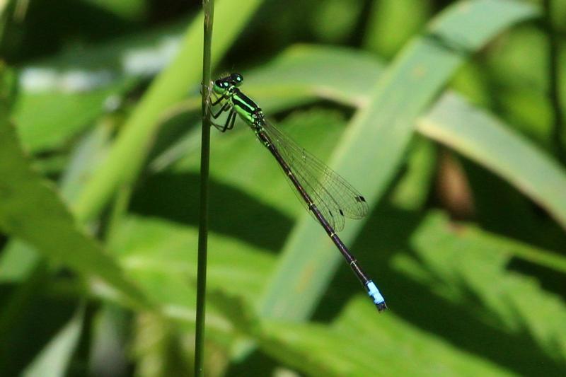 Photo of Eastern Forktail