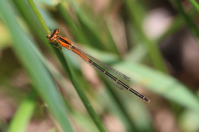 Photo of Eastern Forktail