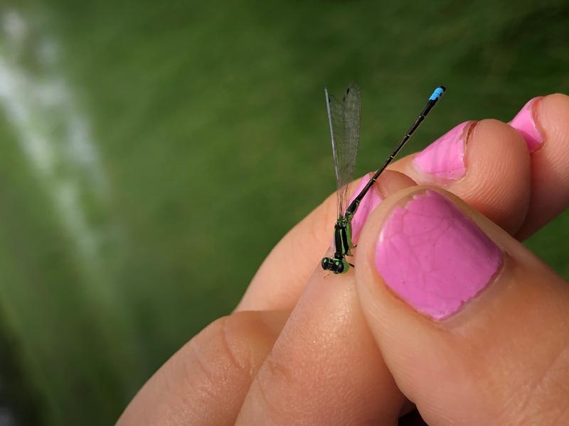 Photo of Eastern Forktail