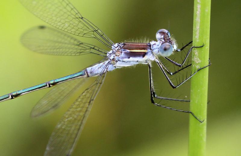 Photo of Lyre-tipped Spreadwing