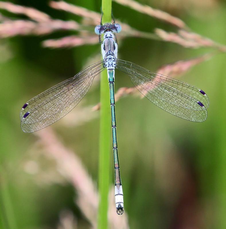 Photo of Lyre-tipped Spreadwing