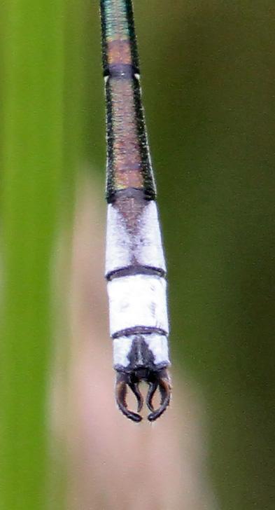 Photo of Lyre-tipped Spreadwing