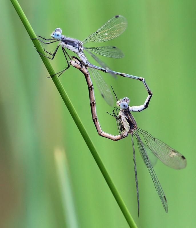 Photo of Sweetflag Spreadwing