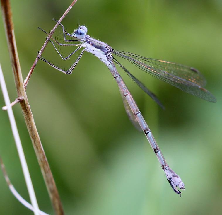 Photo of Sweetflag Spreadwing