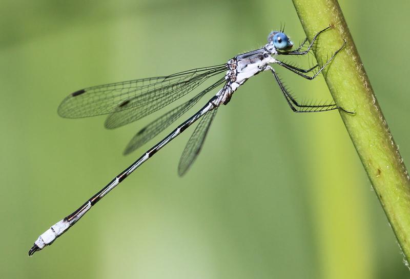 Photo of Sweetflag Spreadwing