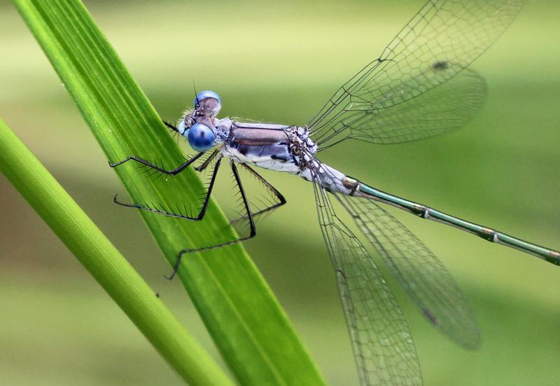 Photo of Sweetflag Spreadwing