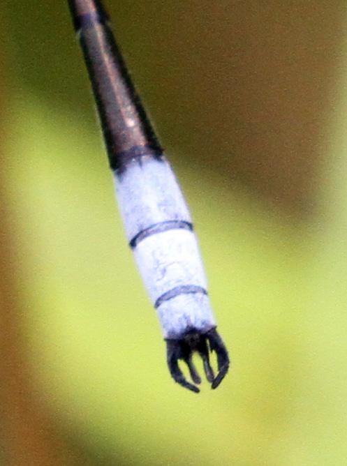 Photo of Sweetflag Spreadwing