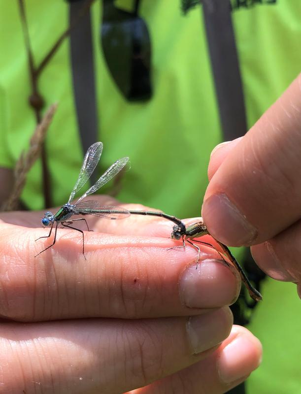 Photo of Emerald Spreadwing