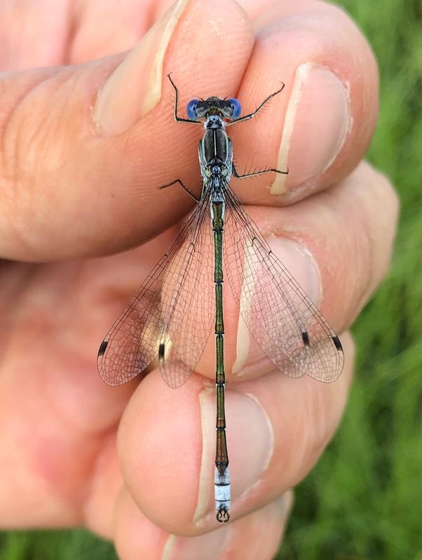 Photo of Lyre-tipped Spreadwing