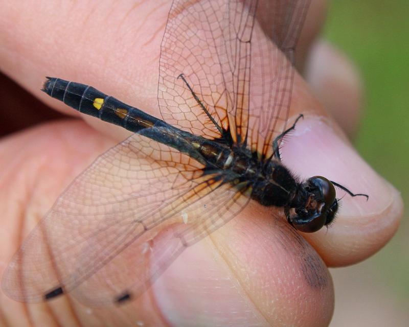 Photo of Dot-tailed Whiteface