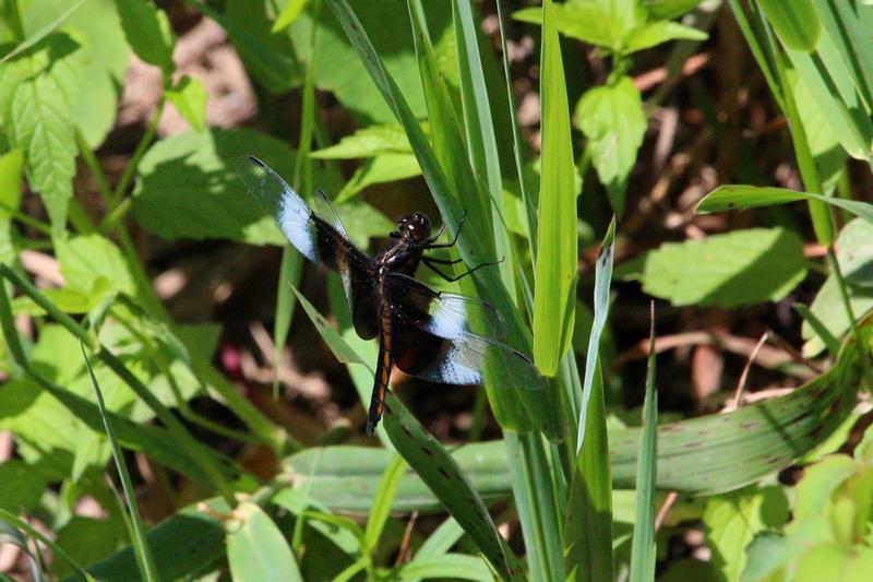 Photo of Widow Skimmer
