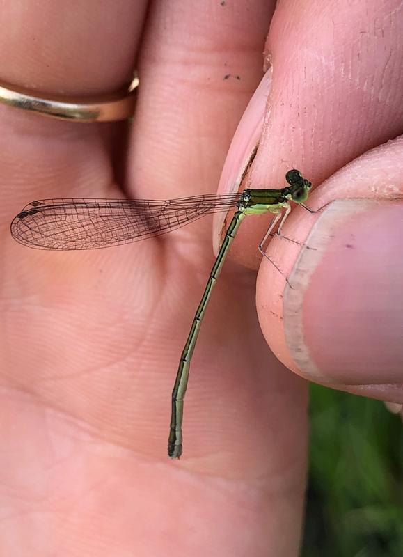 Photo of Sedge Sprite