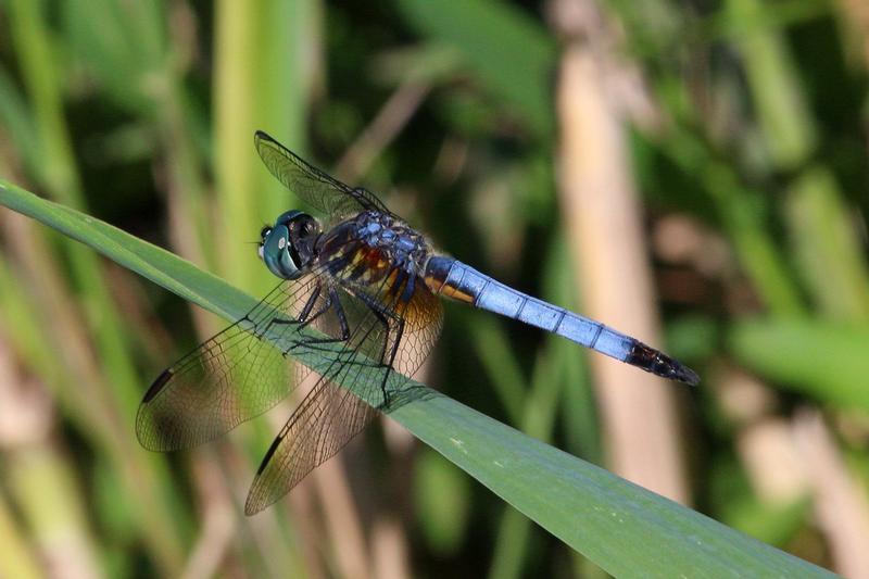 Photo of Blue Dasher