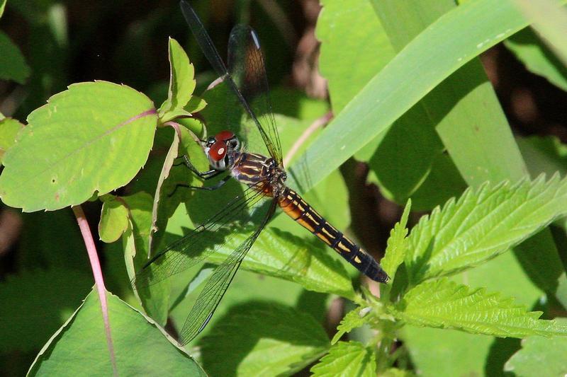 Photo of Blue Dasher
