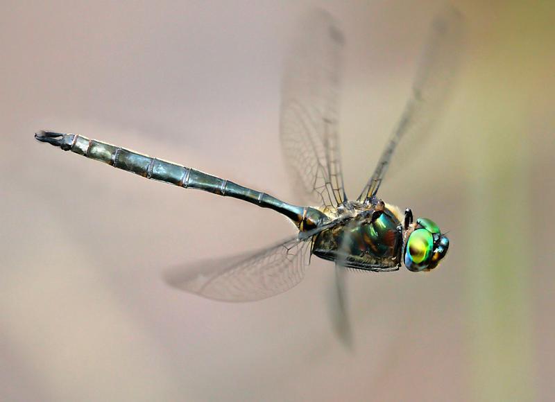 Photo of Williamson's Emerald