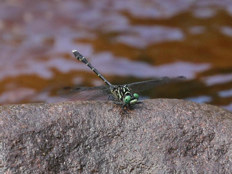 Photo of Eastern Least Clubtail