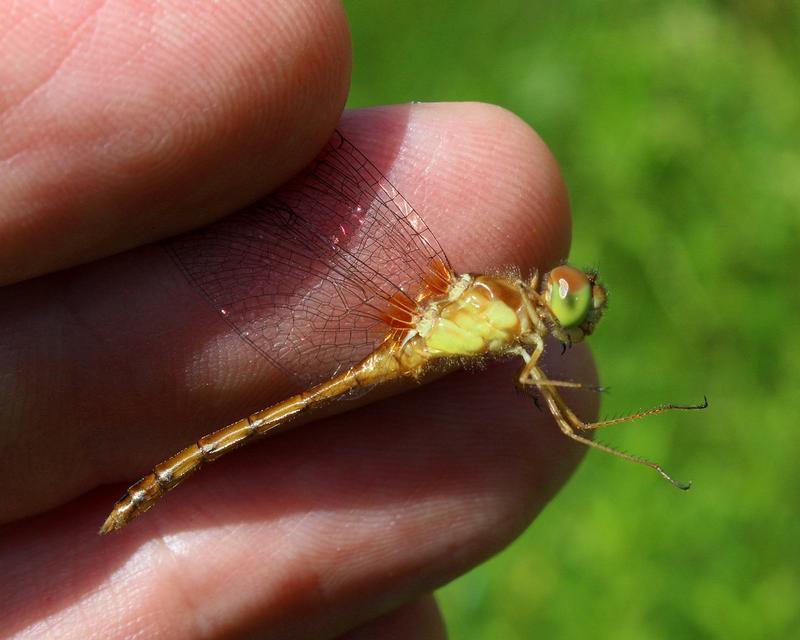 Photo of Autumn Meadowhawk