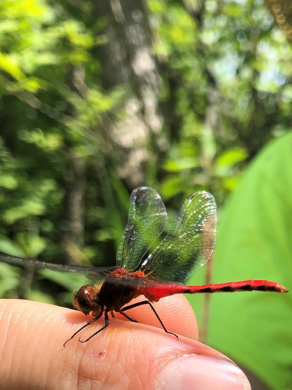 Photo of Ruby Meadowhawk