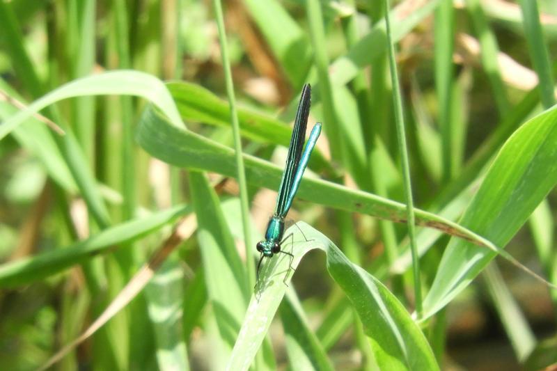 Photo of Ebony Jewelwing