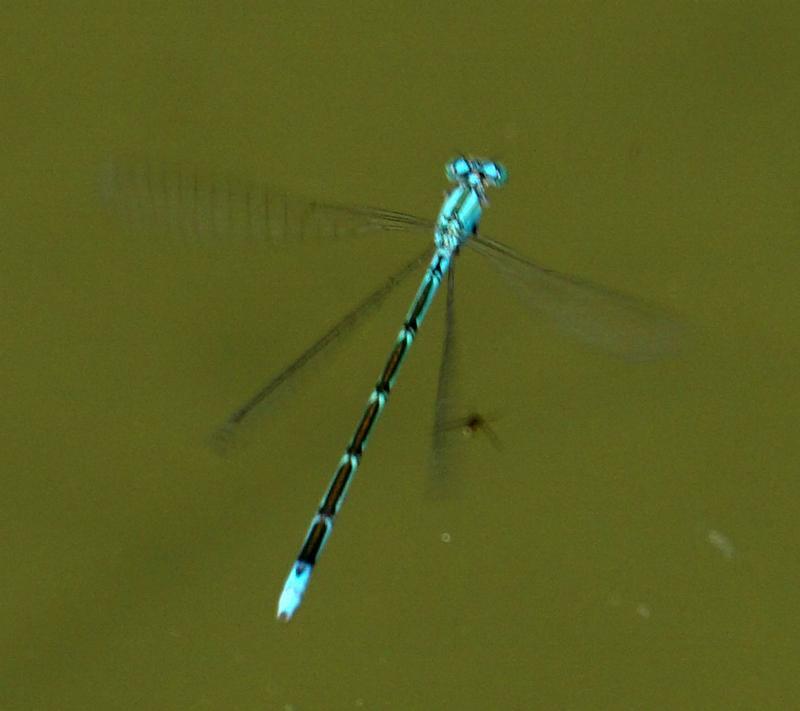 Photo of Slender Bluet