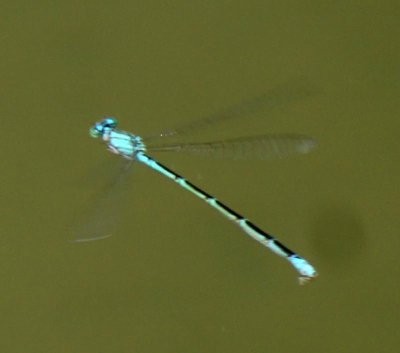 Photo of Slender Bluet