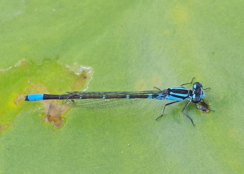 Photo of Skimming Bluet