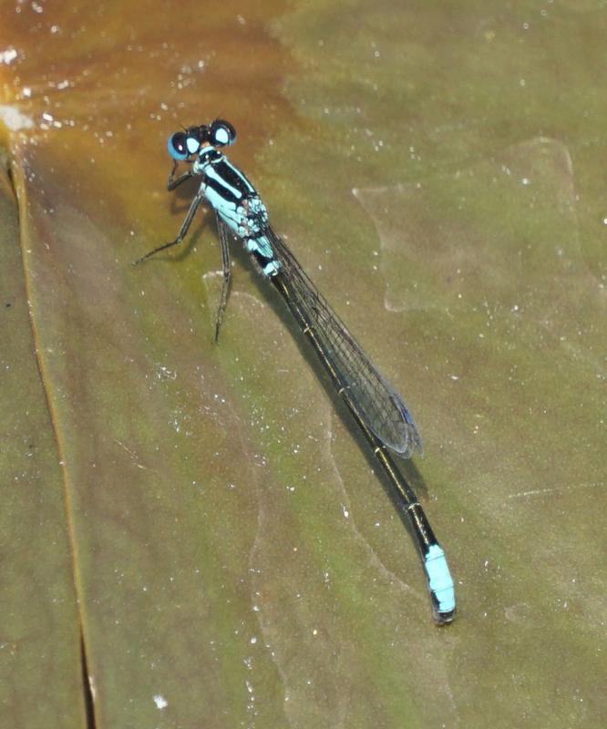 Photo of Lilypad Forktail