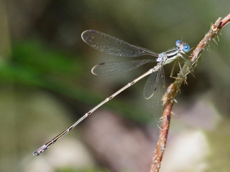 Photo of Slender Spreadwing