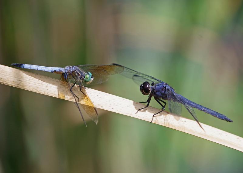 Photo of Slaty Skimmer