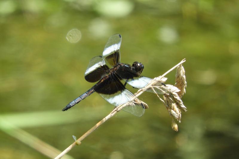 Photo of Widow Skimmer
